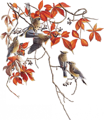 őszi állatok_2.png